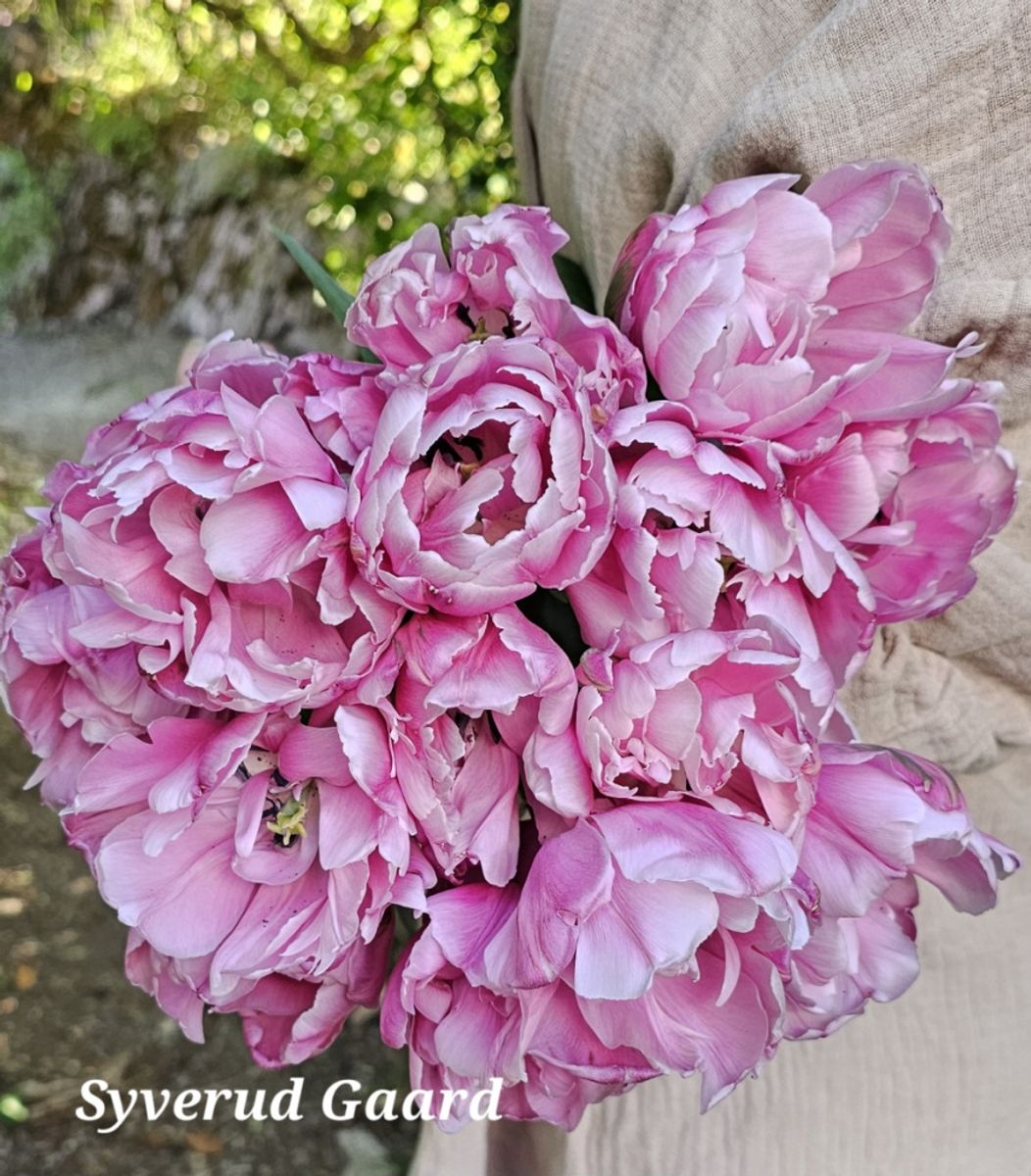 Tulipan Pink Star 7 stykk 