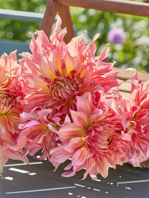 Hovedbilde Dahlia Funky Island Nyhet 2027