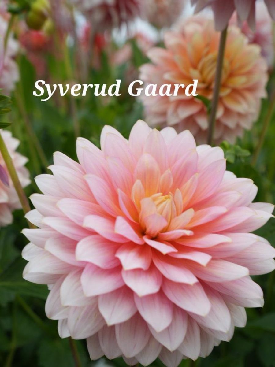 Dahlia Sheer Heaven Nyhet 2026