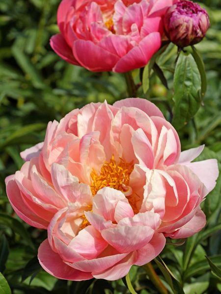 Hovedbilde Paeonia Coral Charm størrelse 2/3