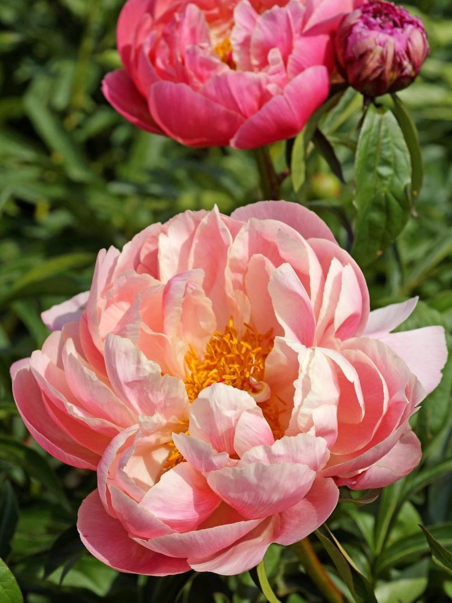 Paeonia Coral Charm størrelse 2/3