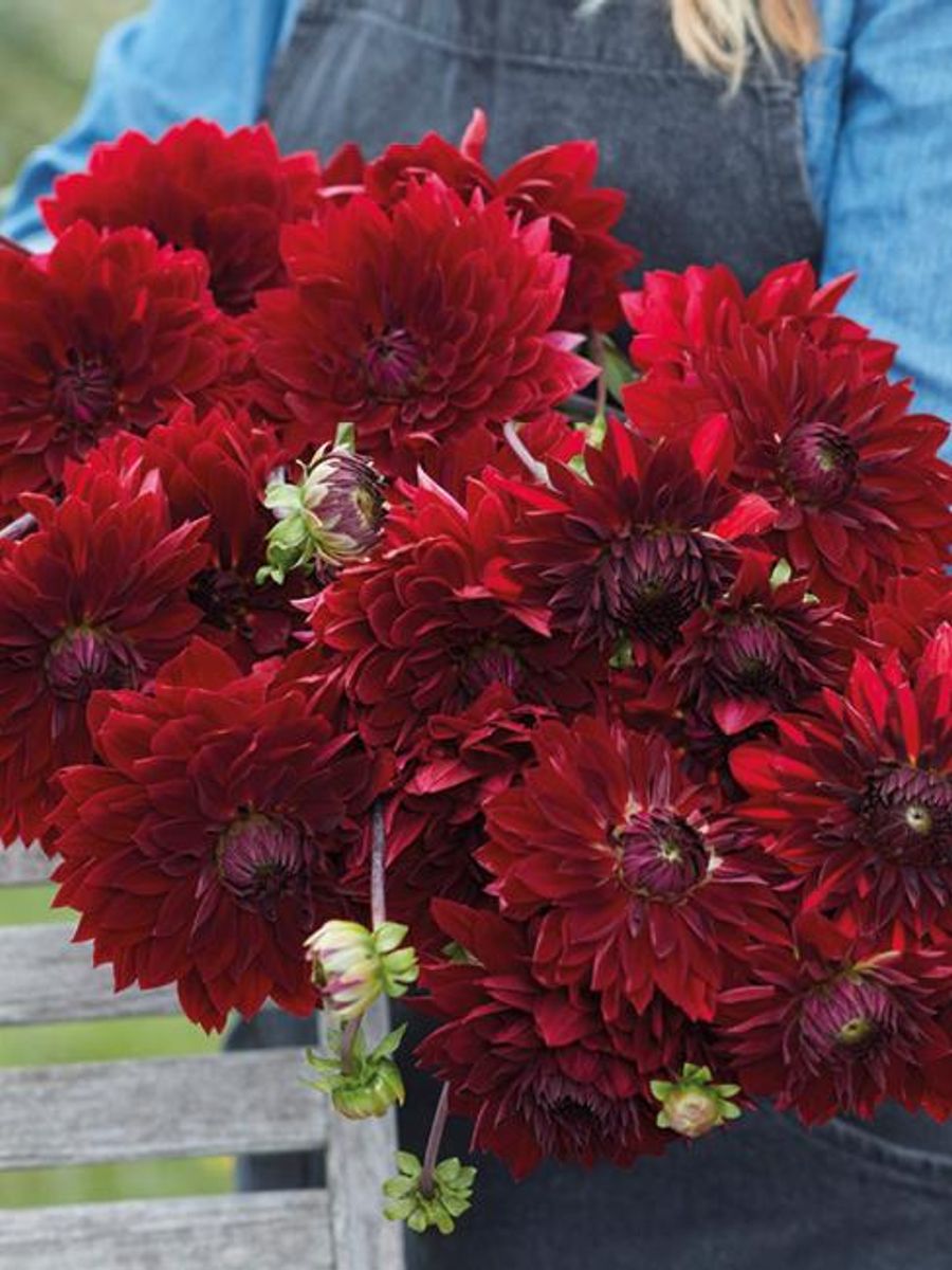 Dahlia National Velvet Nyhet 2026