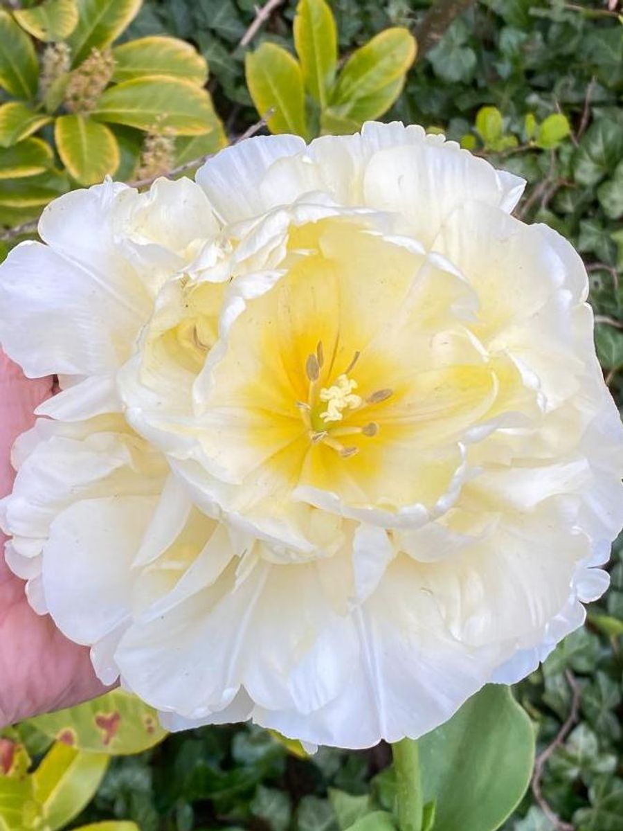 Tulipan Avant Garde 5 stykk