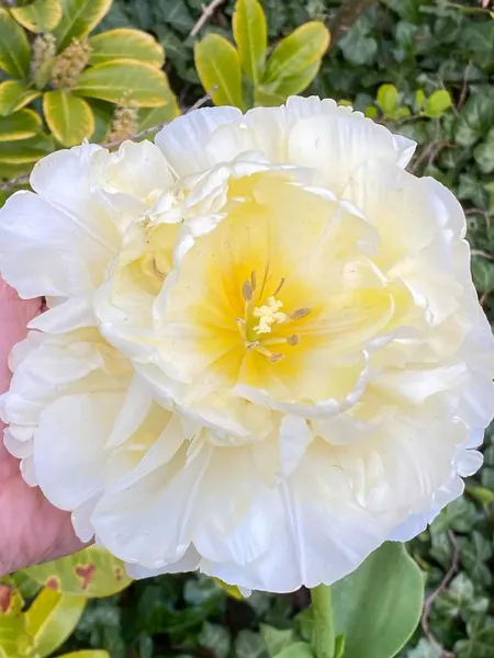 Hovedbilde Tulipan Avant Garde 5 stykk