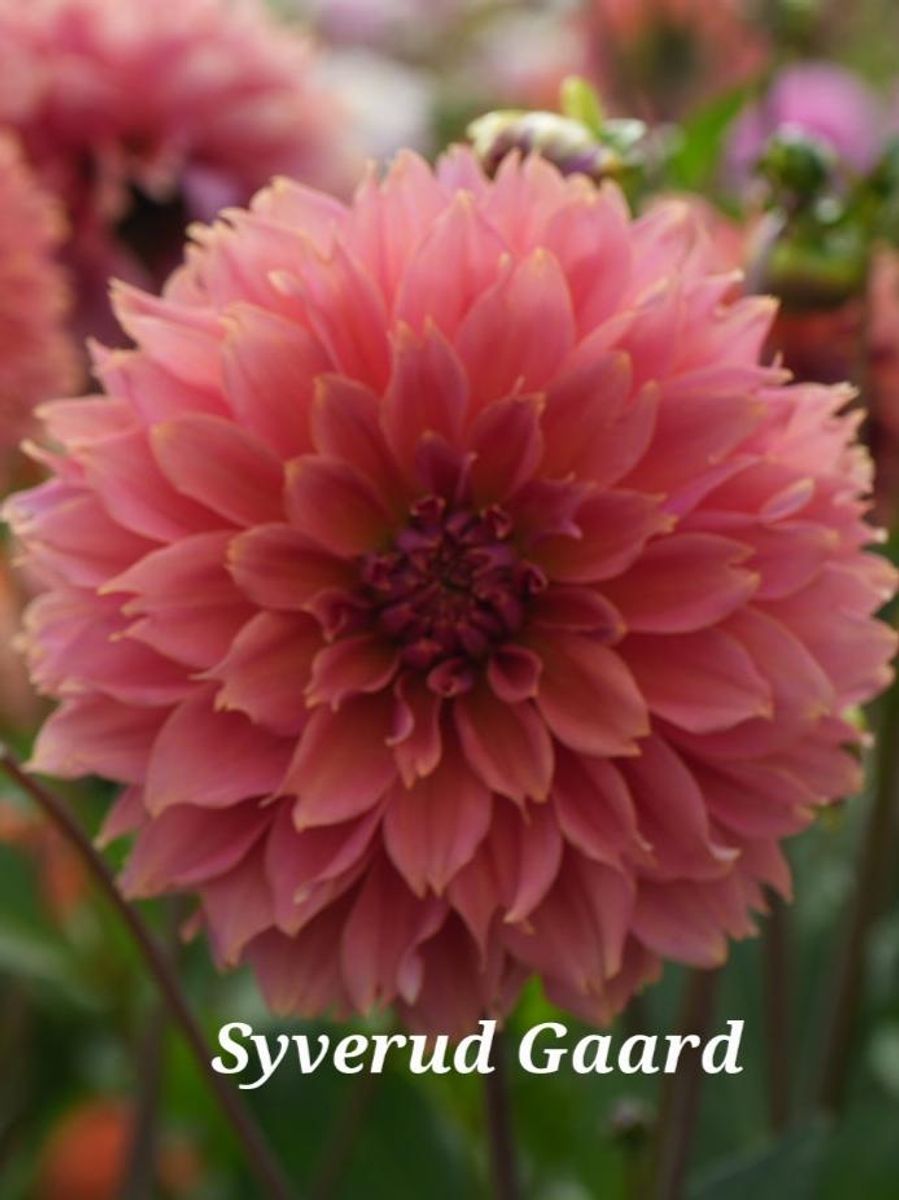 Dahlia Fubuki Orange Nyhet 2026