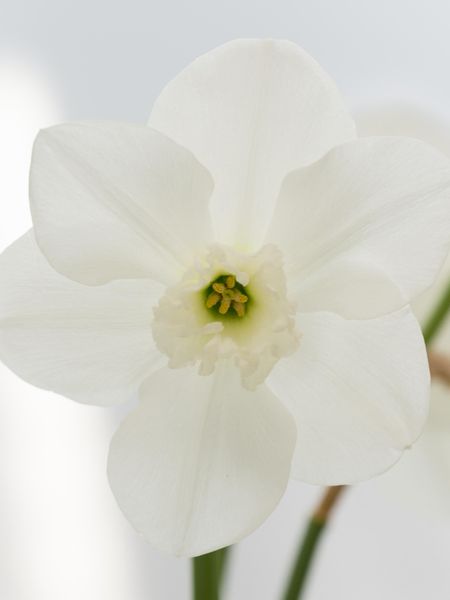 Hovedbilde Narcissus Princess Zaide 5stk Nyhet 2026