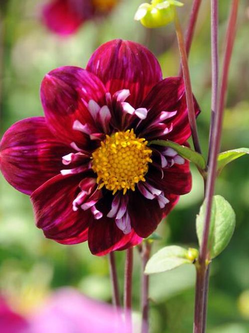 Hovedbilde Dahlia Impression Fantastico Nyhet 2027