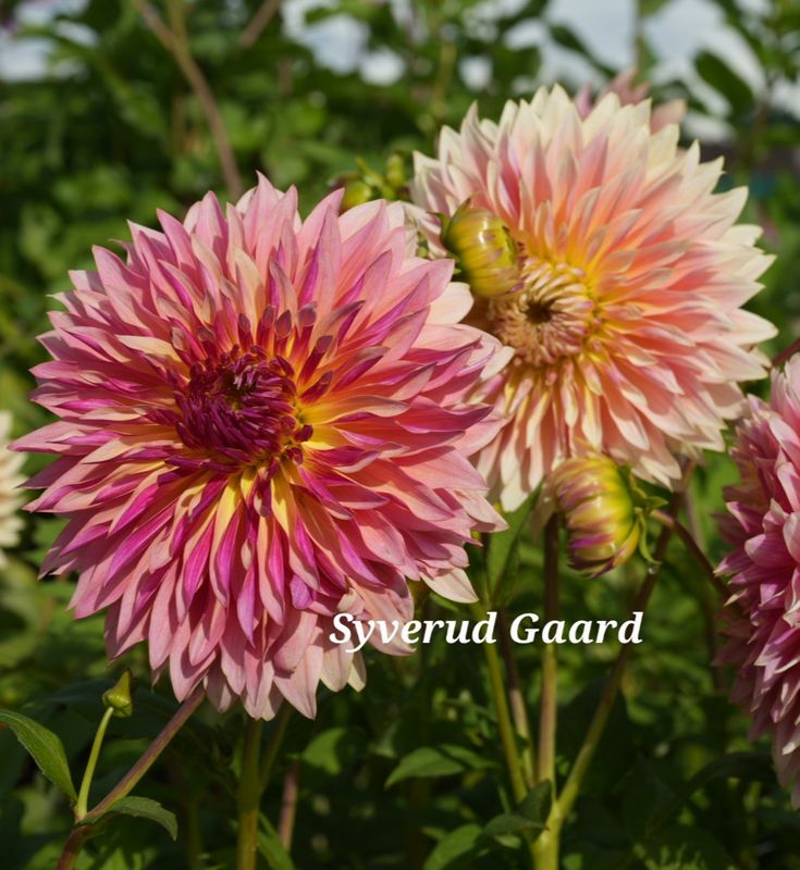 Dahlia Tom Pouce 