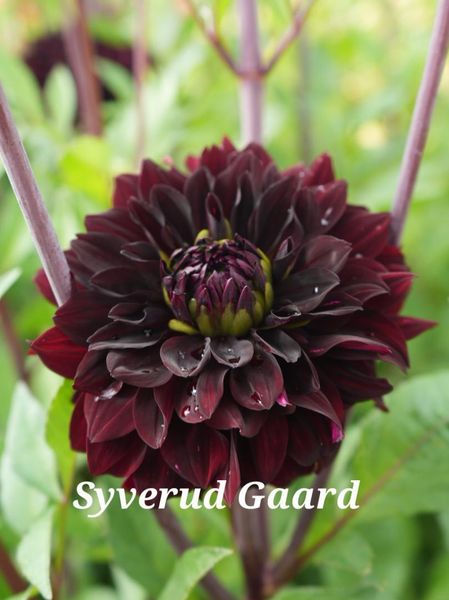 Hovedbilde Dahlia Sturm Dark Pearl Nyhet 2026