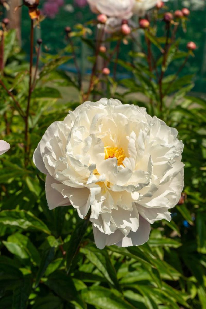 Paeonia Vogue Nyhet