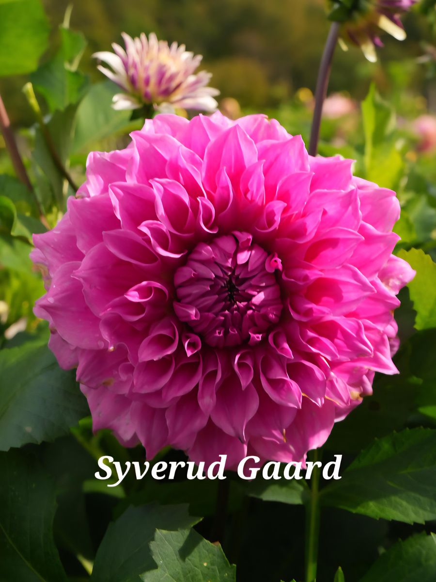 Dahlia Elma Elisabeth 