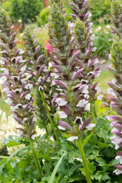 Hovedbilde Acanthus Morning Candle 1 stykk Nyhet