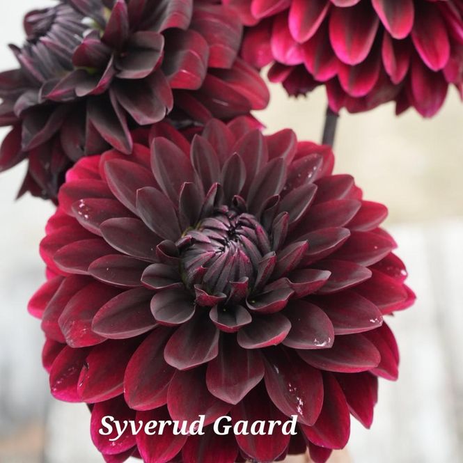 Hovedbilde Dahlia Dark Destiny