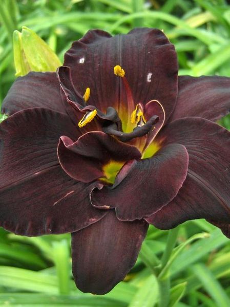 Hovedbilde Hemerocallis Bogeyman 