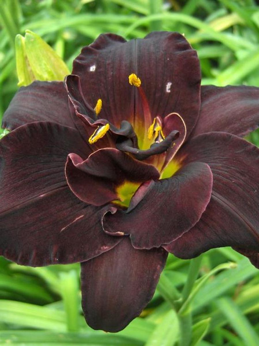 Hemerocallis Bogeyman 1 stykk Nyhet