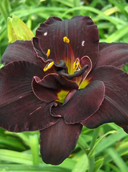 Hovedbilde Hemerocallis Bogeyman 