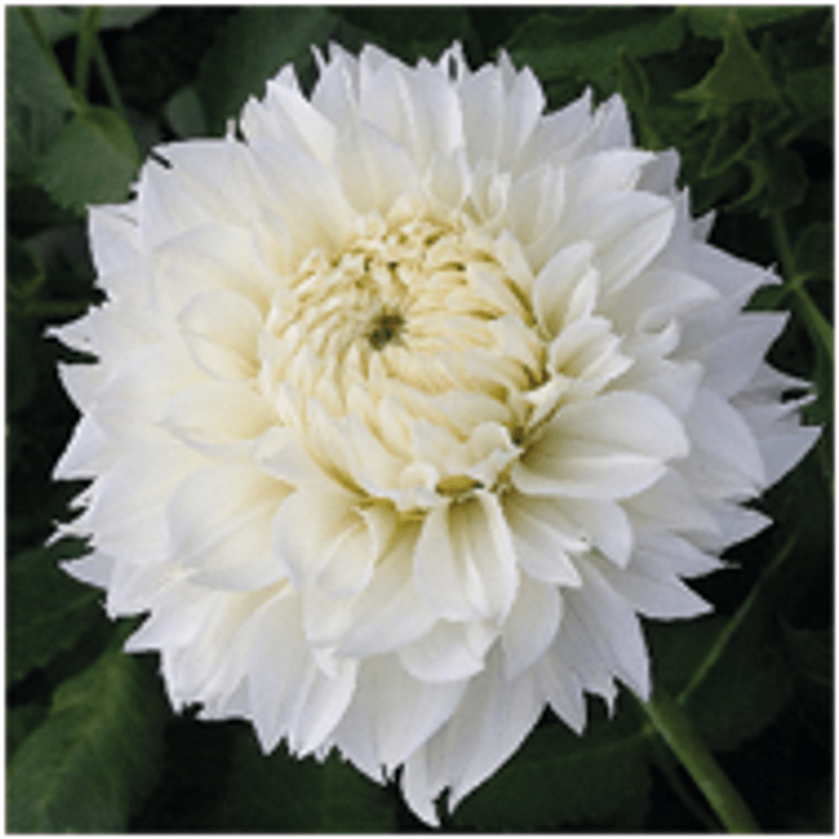 Dahlia Gitt's Attention 