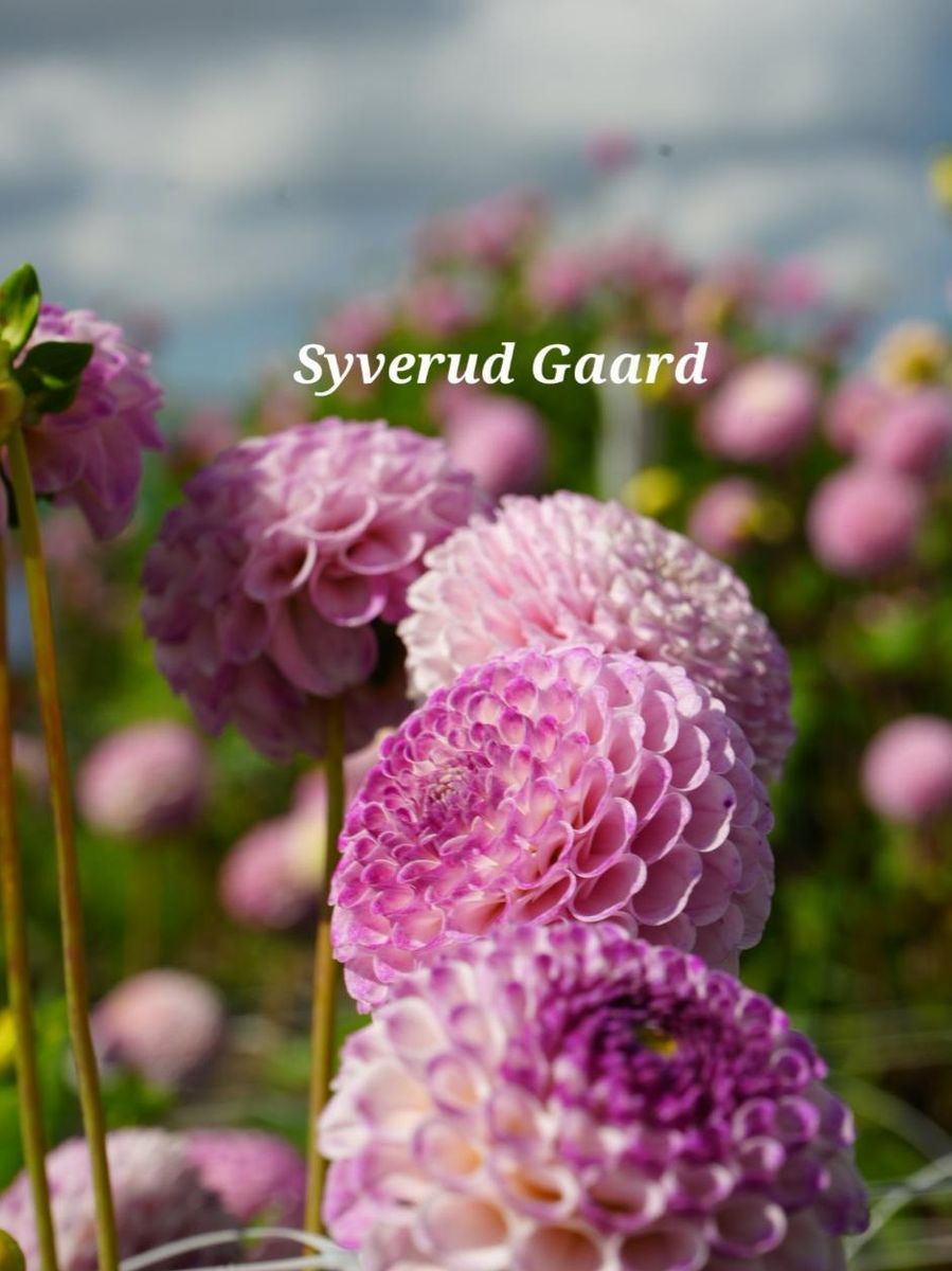  Dahlia Ping Pong Nyhet 2026