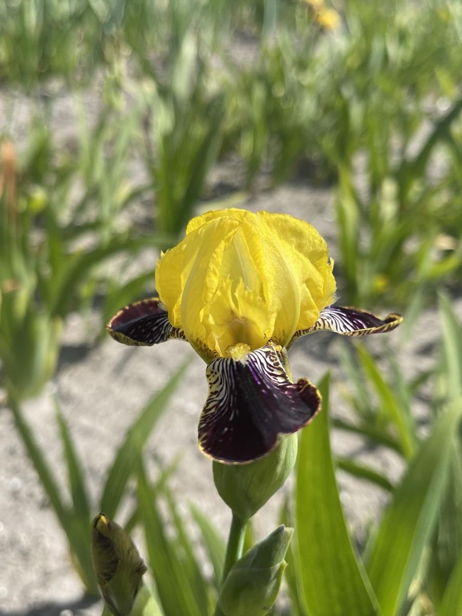 Iris Bumblebee Delight Nyhet  2026