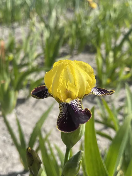 Hovedbilde Iris Bumblebee Delight Nyhet  2026
