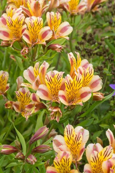 Hovedbilde Alstroemeria Duchesse d anjou Marguerite 1 stykk ...