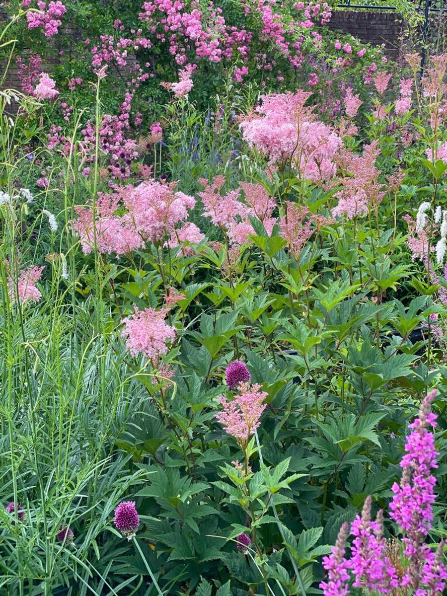 Filipendula Venusta 1 stykk