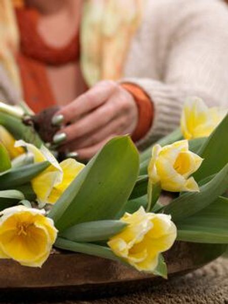 Hovedbilde Tulipan Sweetheart 7stk Nyhet