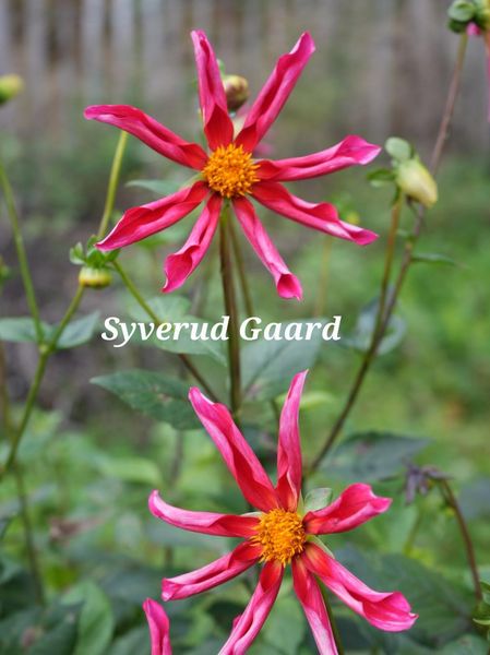 Hovedbilde Dahlia Honka Red 