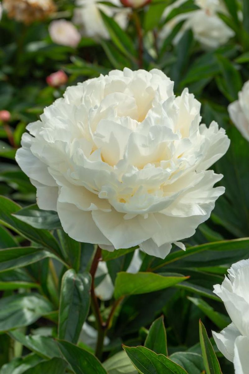 Paeonia Gardenia Nyhet