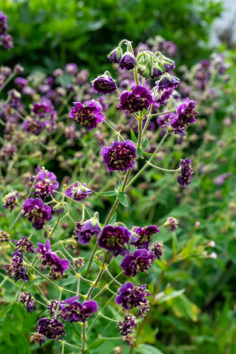 Geranium Phaeum  Joseph Green 1 stykk 