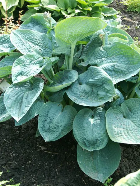 Hovedbilde Hosta Big Daddy 1 stykk