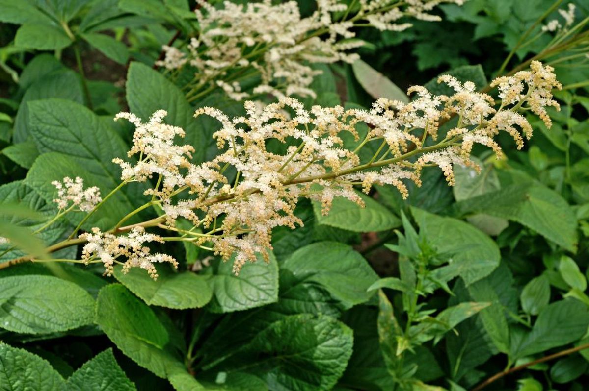 Rodgersia Asculifolia 1 stykk Nyhet