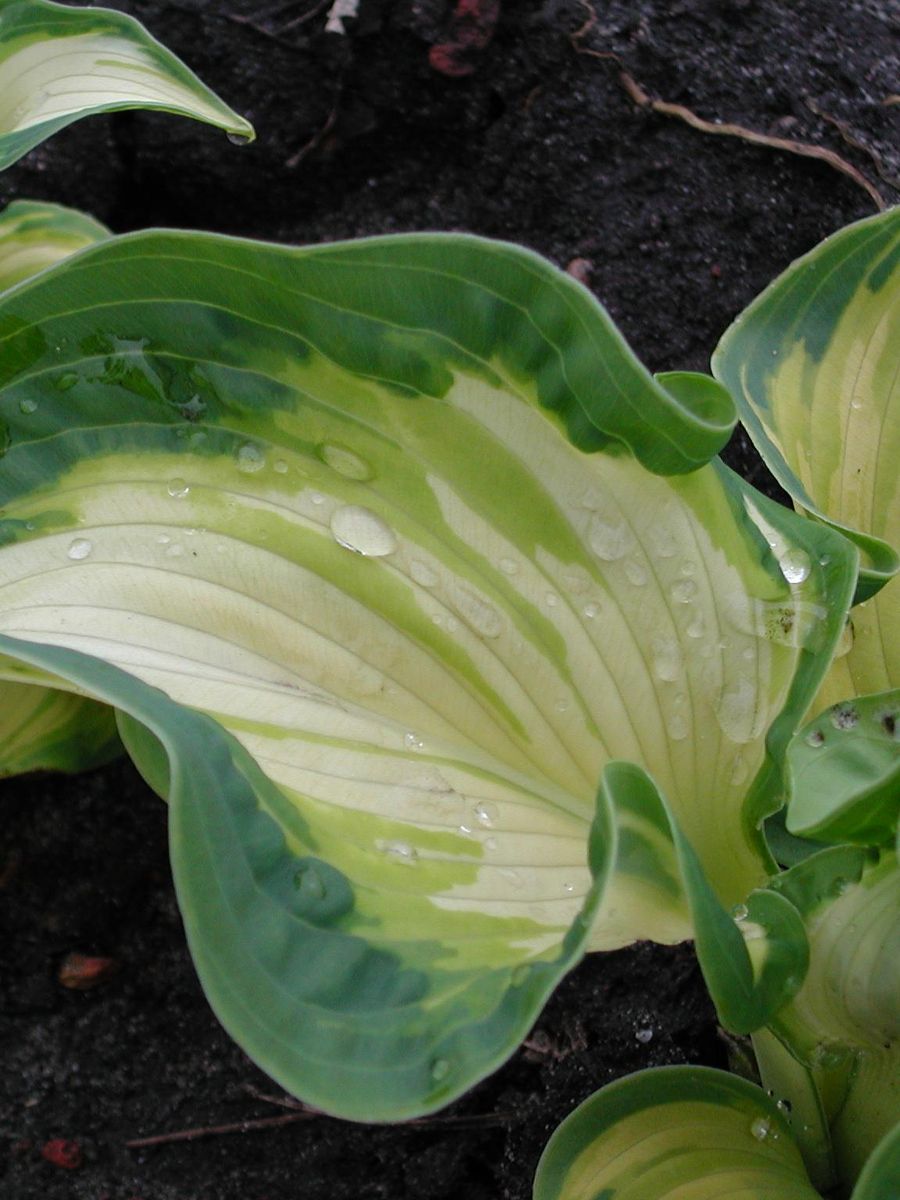 Hosta Golden Meadows 1 stykk Nyhet