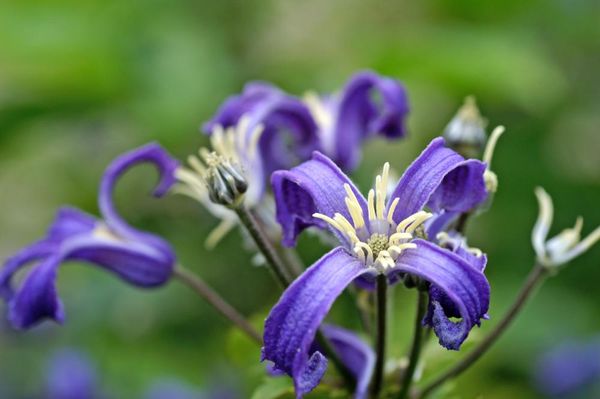 Hovedbilde Clematis heracleifolia China Purple 1 stykk Nyhet