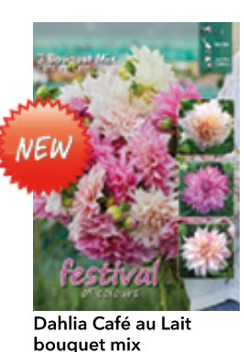 Dahlia Café Au Lait Bouquet Collection Big Pack 3 knoller 