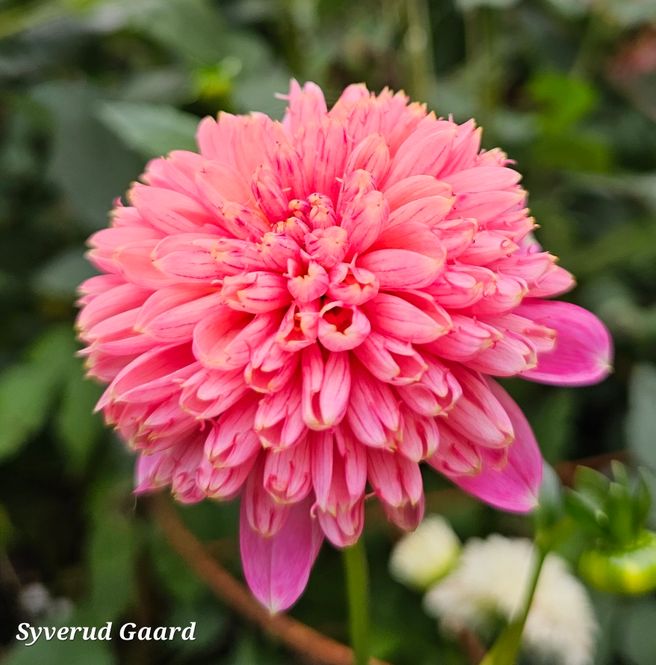 Hovedbilde Dahlia Alyshia  