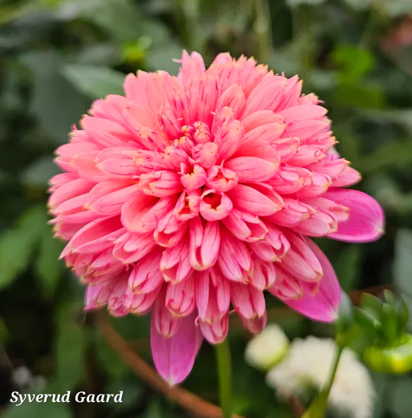 Hovedbilde Dahlia Alyshia  