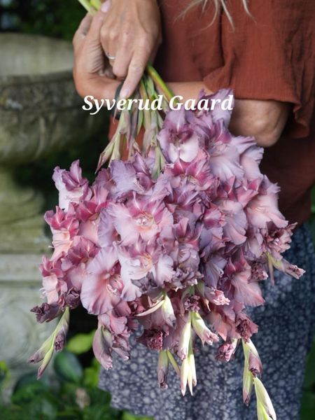 Hovedbilde Gladiolus Jakoetsk/Rusty Chestnut 12 stykk 