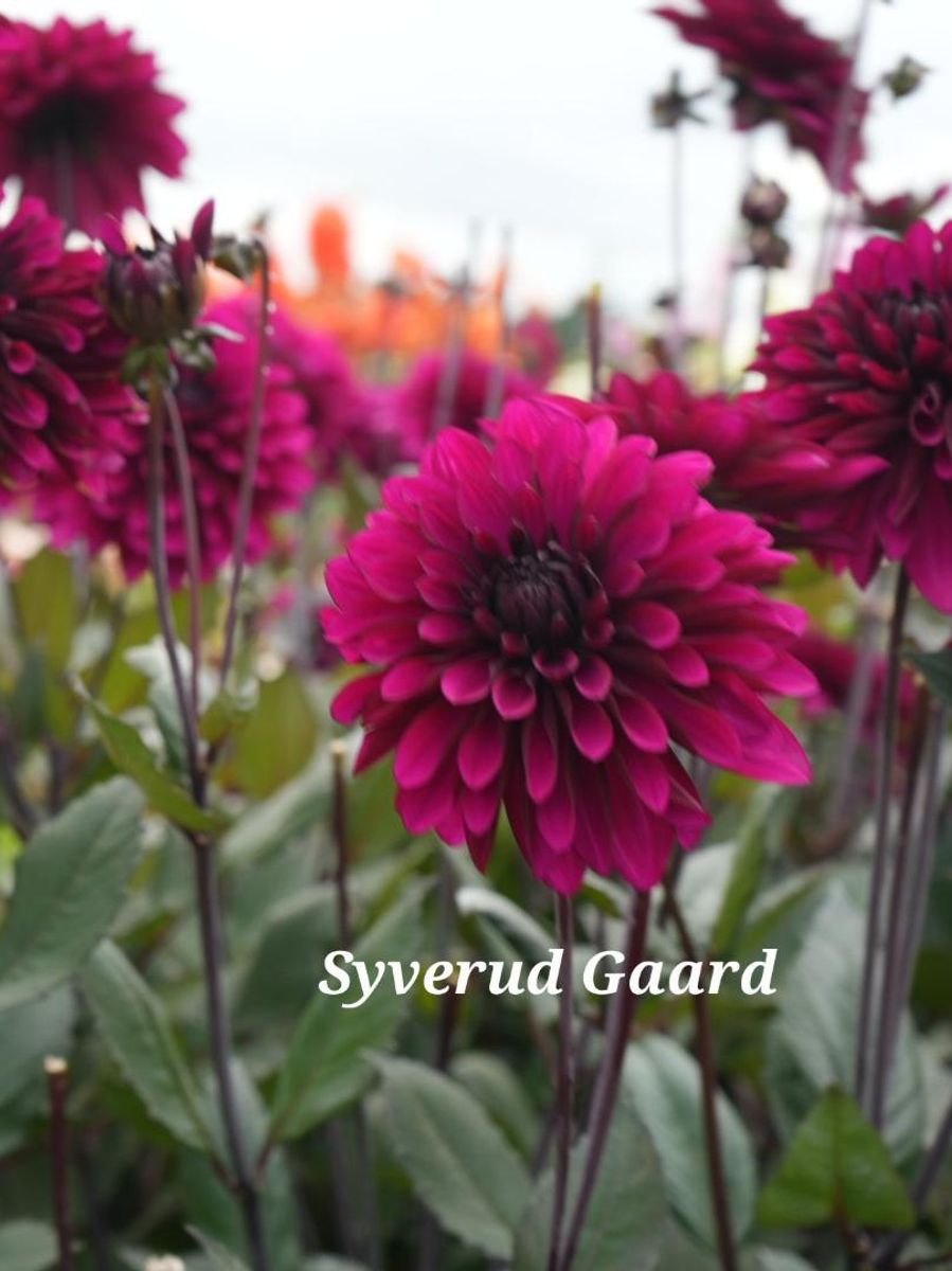 Dahlia Purple Flame Nyhet 2026