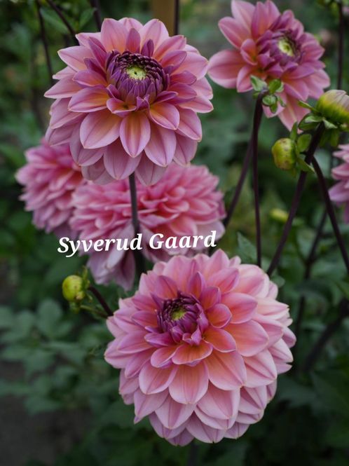 Hovedbilde Dahlia Dalmuti Jester Nyhet 2027