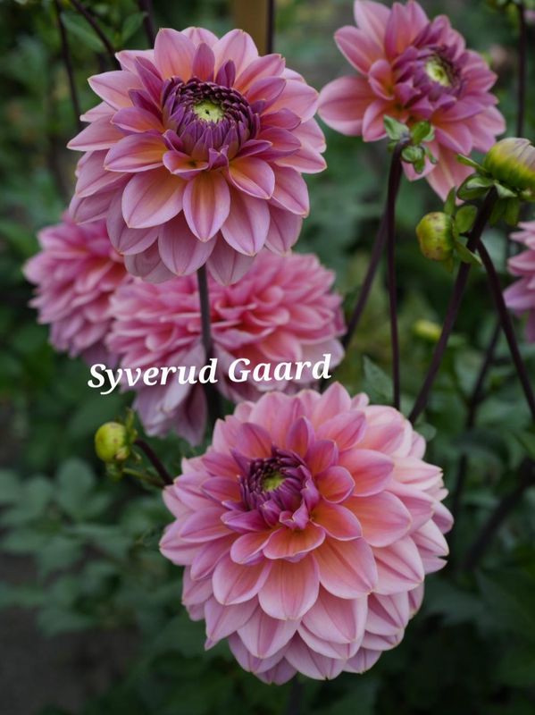 Dahlia Dalmuti Jester Nyhet 2027