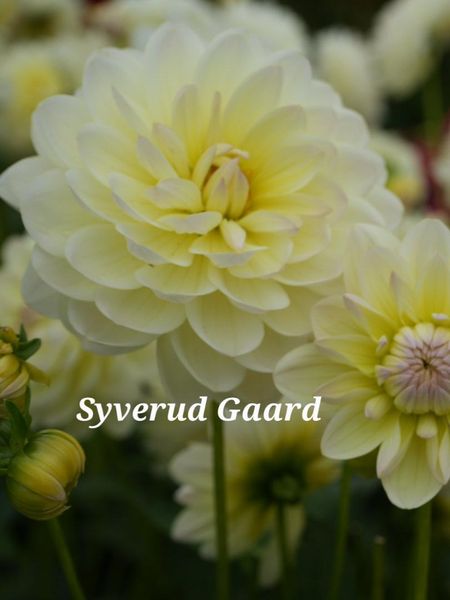 Hovedbilde Dahlia Sandia Serenity Nyhet 2026