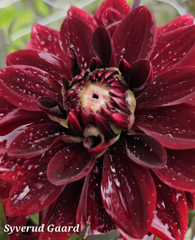 Dahlia After Dusk