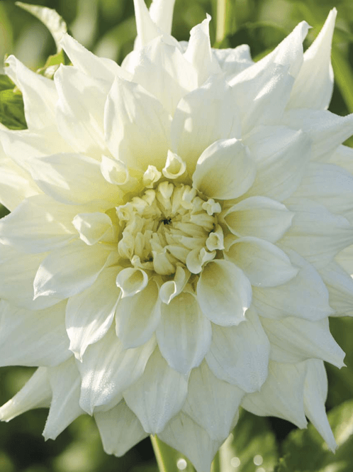 Hovedbilde Dahlia Titan Albino Nyhet 2027