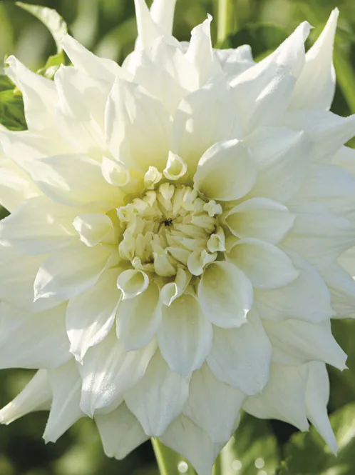 Hovedbilde Dahlia Titan Albino Nyhet 2027