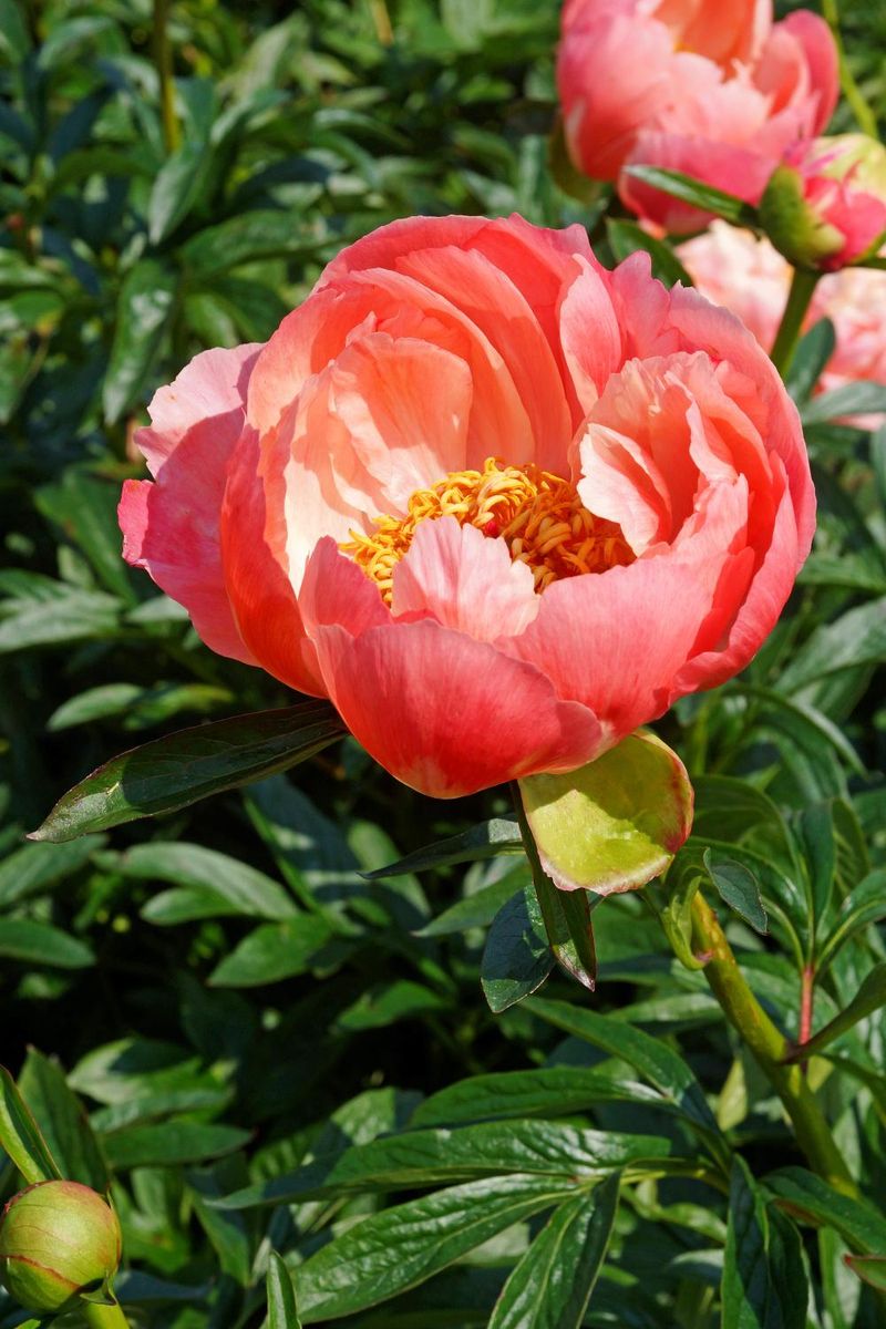 Paeonia Coral Charm størrelse 2/3