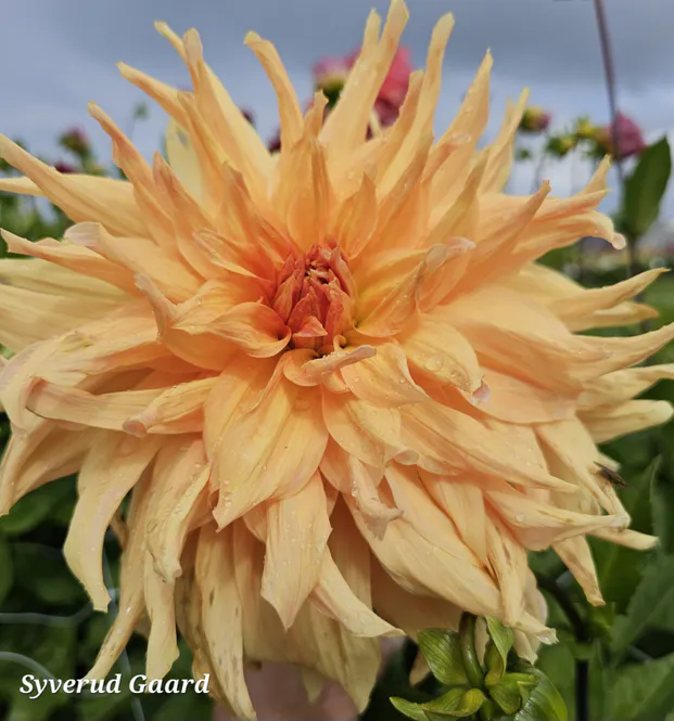 Hovedbilde Dahlia Big Brother 