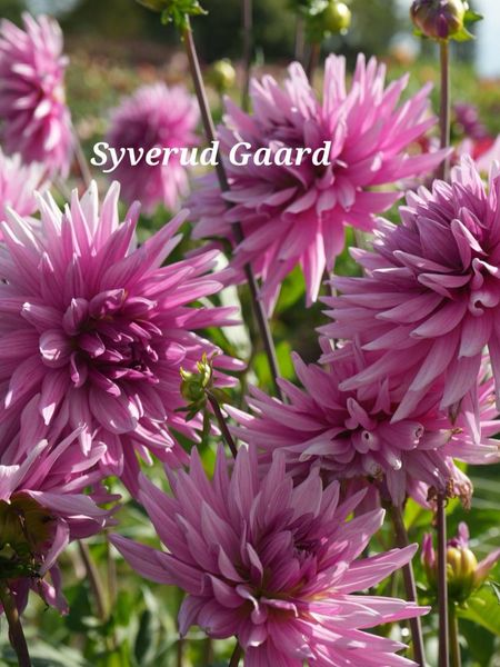 Hovedbilde Dahlia Titan Magenta  Nyhet 2026