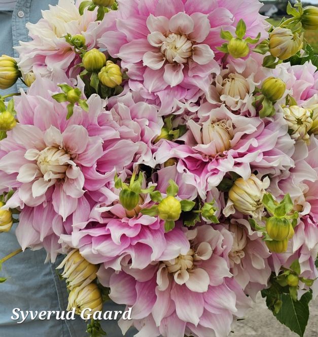Hovedbilde Dahlia Evanah 