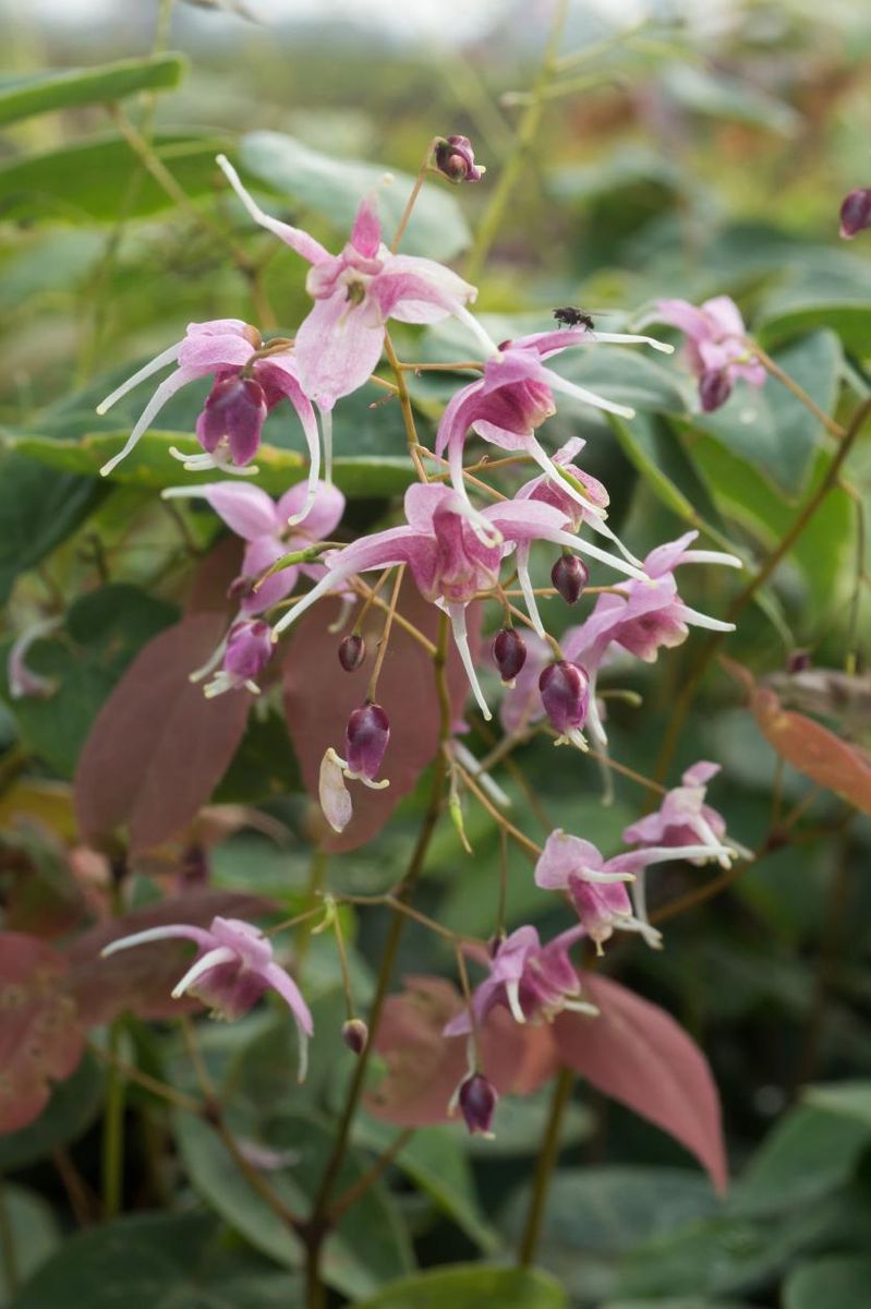 Epimedium Pretty in Pink 1 stykk Nyhet